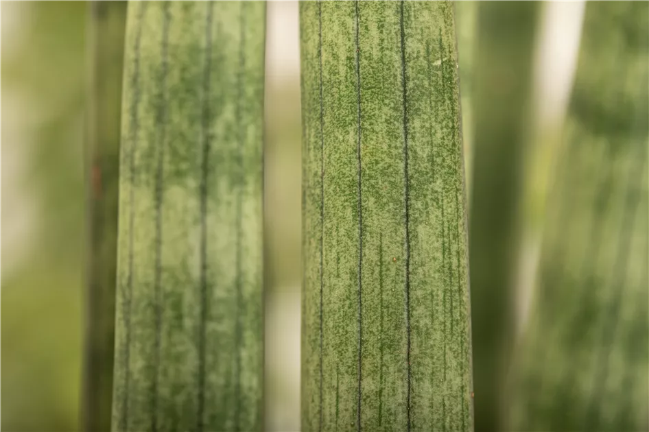 Sansevieria cylindrica 'Spaghetti'