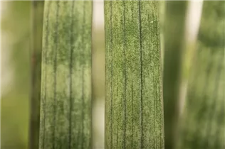 - Sansevieria cylindrica 'Spaghetti'  - Sansevieria cylindrica 'Spaghetti'