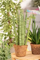 - Sansevieria cylindrica 'Spaghetti'  - Sansevieria cylindrica 'Spaghetti'