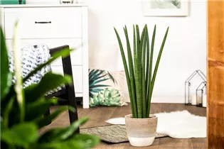 - Sansevieria cylindrica 'Spaghetti'  - Sansevieria cylindrica 'Spaghetti'