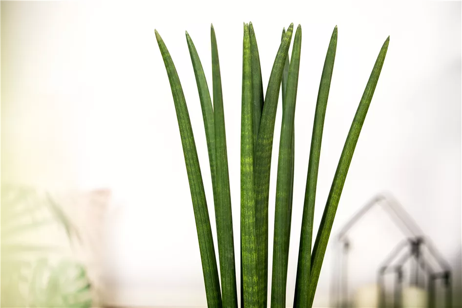 Sansevieria cylindrica 'Spaghetti'