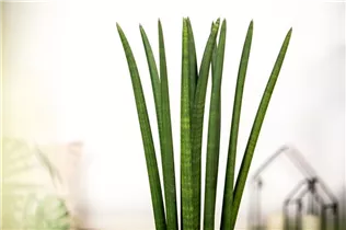 - Sansevieria cylindrica 'Spaghetti'  - Sansevieria cylindrica 'Spaghetti'