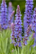  - Salvia nemorosa 'Blauhügel'