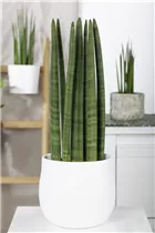 - Sansevieria cylindrica 'Straight'