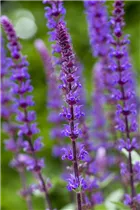  - Salvia nemorosa 'Caradonna'