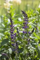  - Salvia nemorosa 'Mainacht'