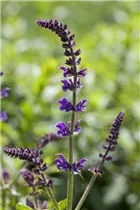  - Salvia nemorosa 'Mainacht'