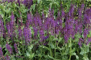  - Salvia nemorosa 'Mainacht'