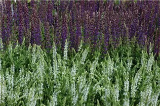  - Salvia nemorosa 'Schneehügel'