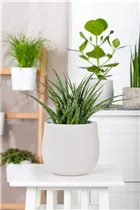  - Sansevieria 'Fernwood Punk'