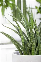 - Sansevieria 'Fernwood Punk'