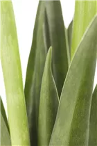 - Sansevieria kirkii 'Friends'  - Sansevieria kirkii 'Friends'