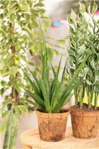 - Sansevieria kirkii 'Friends'  - Sansevieria kirkii 'Friends'