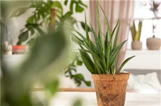 - Sansevieria kirkii 'Friends'  - Sansevieria kirkii 'Friends'