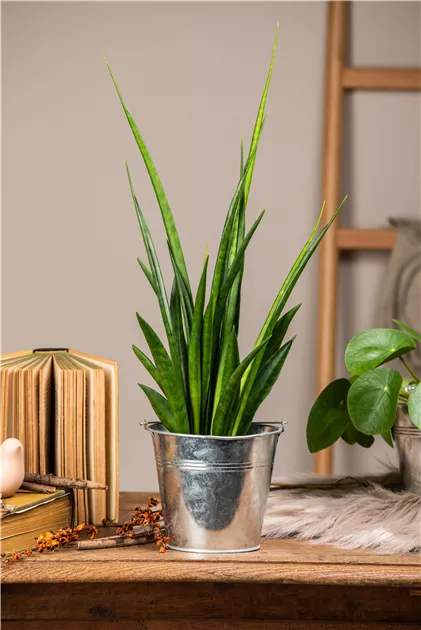 sansevieria parva variegated Sansevieria Lavranos 1970 White Variegated – Greenroom Planter main image 0