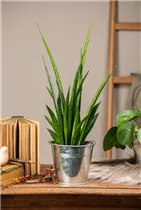 - Sansevieria kirkii 'Friends'  - Sansevieria kirkii 'Friends'