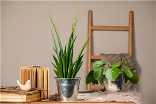 - Sansevieria kirkii 'Friends'  - Sansevieria kirkii 'Friends'