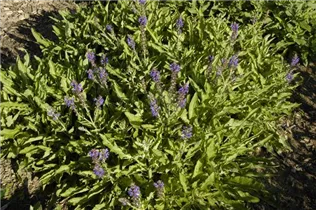  - Salvia nemorosa 'Rügen'