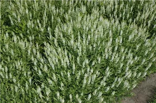  - Salvia nemorosa 'Schneehügel'