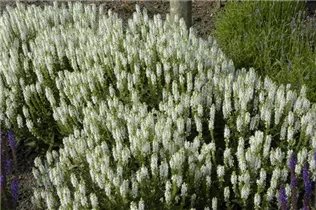  - Salvia nemorosa 'Schneehügel'