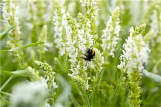  - Salvia nemorosa 'Schneehügel'