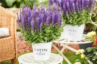  - Salvia nemorosa 'Sensation'®