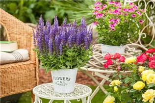  - Salvia nemorosa 'Sensation'®