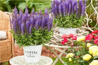  - Salvia nemorosa 'Sensation'®