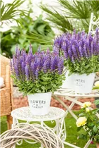  - Salvia nemorosa 'Sensation'®