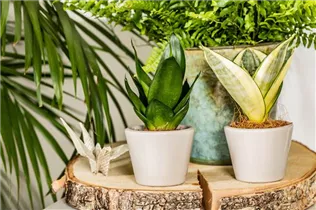 - Sansevieria trifasciata 'Golden Hahnii'  - Sansevieria trifasciata 'Golden Hahnii'