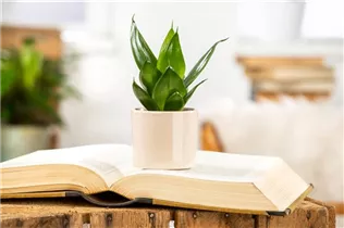  - Sansevieria trifasciata 'Black Hahnii'