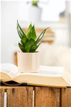  - Sansevieria trifasciata 'Black Hahnii'