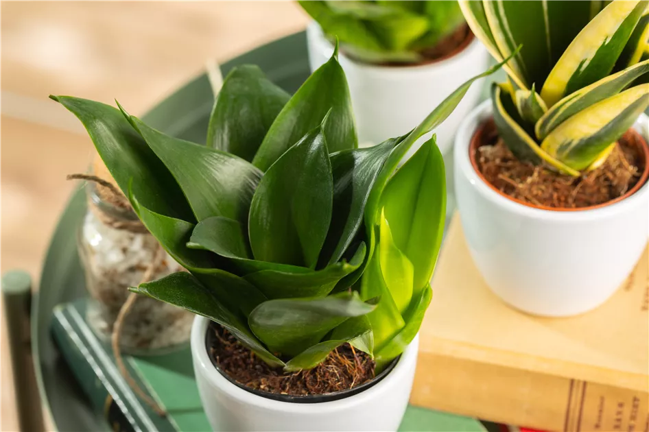 bonsai.de gutscheincode 6 Bonsai zum Selberziehen  Komplettes Bonsai Set