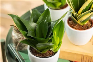  - Sansevieria trifasciata 'Black Hahnii'
