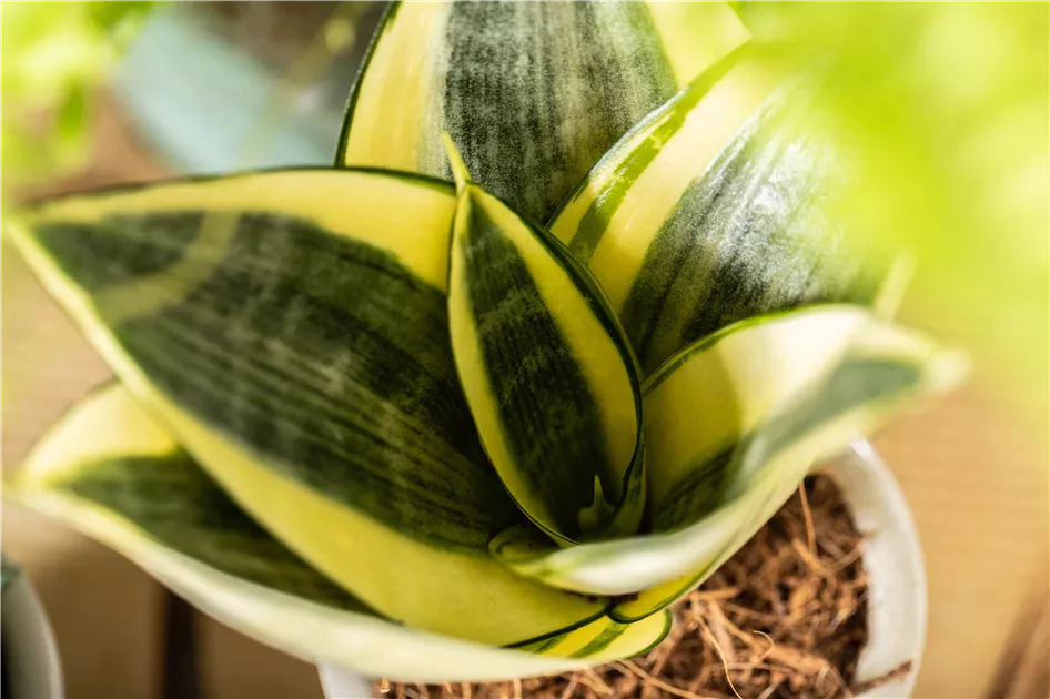 Sansevieria trifasciata 'Golden Hahnii'