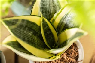 - Sansevieria trifasciata 'Golden Hahnii'  - Sansevieria trifasciata 'Golden Hahnii'