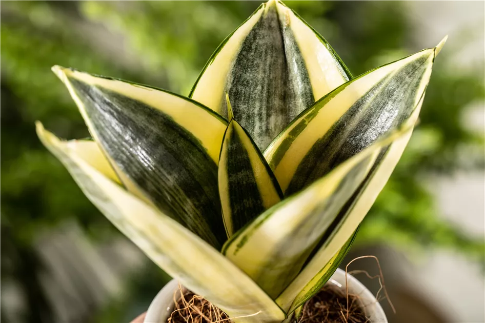 Sansevieria trifasciata 'Golden Hahnii'