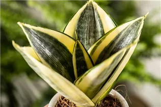 - Sansevieria trifasciata 'Golden Hahnii'  - Sansevieria trifasciata 'Golden Hahnii'