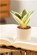 - Sansevieria trifasciata 'Golden Hahnii'  - Sansevieria trifasciata 'Golden Hahnii'