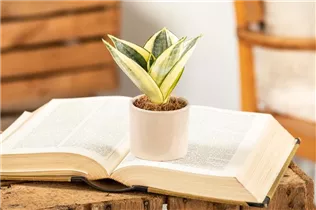 - Sansevieria trifasciata 'Golden Hahnii'  - Sansevieria trifasciata 'Golden Hahnii'