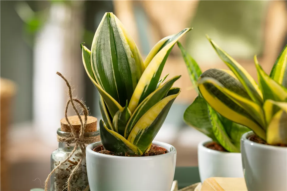 sansevieria blooming Sansevieria Plant – Bloom Floral Algona