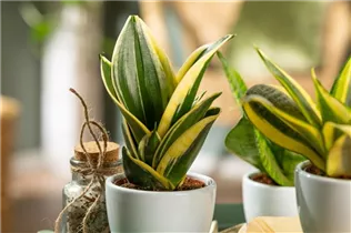 - Sansevieria trifasciata 'Golden Hahnii'  - Sansevieria trifasciata 'Golden Hahnii'