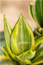 - Sansevieria trifasciata 'Golden Hahnii'  - Sansevieria trifasciata 'Golden Hahnii'