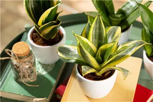 - Sansevieria trifasciata 'Golden Hahnii'  - Sansevieria trifasciata 'Golden Hahnii'