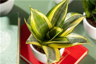 - Sansevieria trifasciata 'Golden Hahnii'  - Sansevieria trifasciata 'Golden Hahnii'