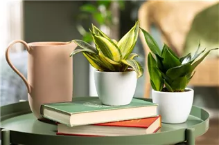 - Sansevieria trifasciata 'Golden Hahnii'  - Sansevieria trifasciata 'Golden Hahnii'