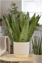 - Sansevieria trifasciata 'Hahnii'  - Sansevieria trifasciata 'Hahnii'