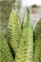 - Sansevieria trifasciata 'Hahnii'  - Sansevieria trifasciata 'Hahnii'