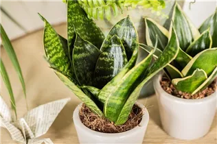 - Sansevieria trifasciata 'Hahnii'  - Sansevieria trifasciata 'Hahnii'