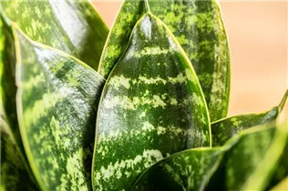 - Sansevieria trifasciata 'Hahnii'  - Sansevieria trifasciata 'Hahnii'